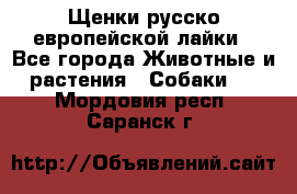 Щенки русско европейской лайки - Все города Животные и растения » Собаки   . Мордовия респ.,Саранск г.